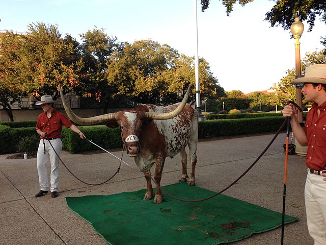 Bevo(University of Texas) 