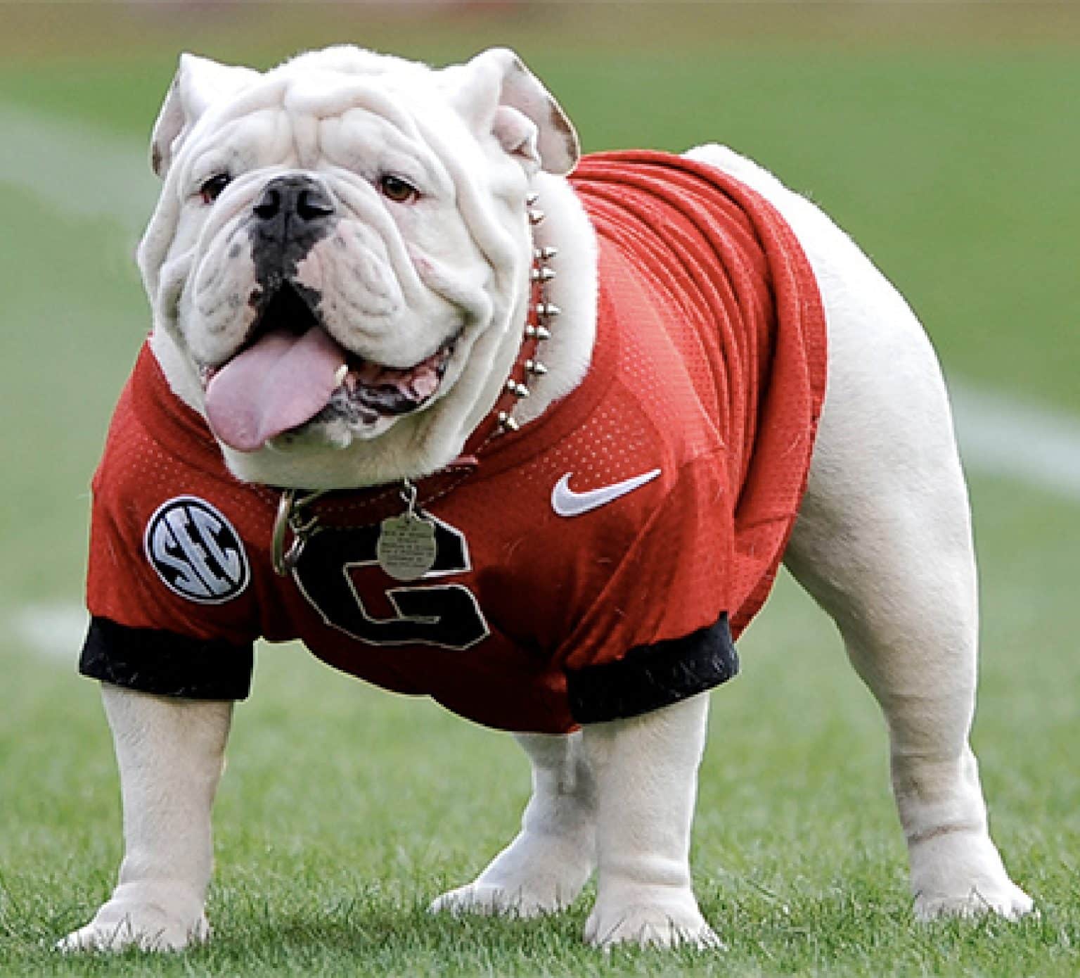 The 10 Best College Mascots - Campus Insiders